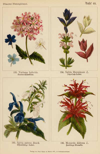 Verbena Hybrida, Salvia Horminum, Salvia Patens, Monarda Didyma (farvelitografi) af (after) German School