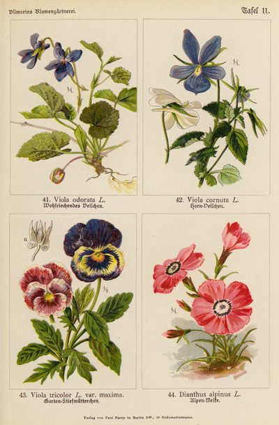 Viola odorata, Viola cornuta, Viola tricolor, Dianthus alpinus (farvelitografi) af (after) German School