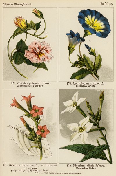Volvulus Pubescens, Convolvulus Tricolor, Nicotiana Tabacum, Nicotiana Affinis (farvelitografi) af (after) German School