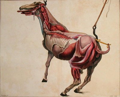 Flænset hest, fra 