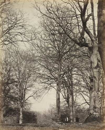 Dronning Adelaides bøg, før 1864. af 14th Earl of Caithness James Sinclair