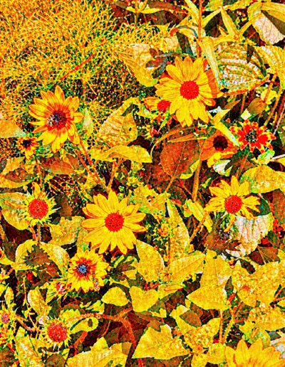 Solsikker til Van Gogh. af Margareta Uliarte
