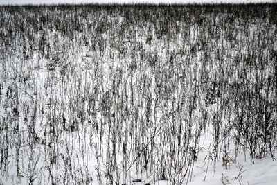 Januar af Alexandra Gertrud Maria Marx
