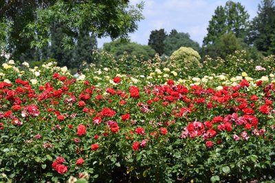 Blomstermalerier i oliestil af Albert Mansour