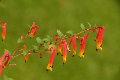 Blomstermalerier i oliestil af Albert Mansour