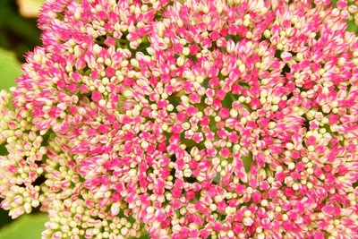 Blomstermalerier i oliestil af Albert Mansour