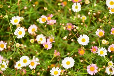 Blomstermalerier i oliestil af Albert Mansour