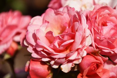 Blomstermalerier i oliestil af Albert Mansour
