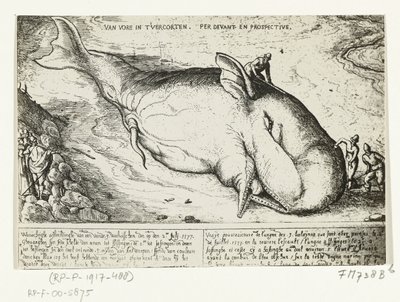 Print af den opvaskede hval nær Antwerpen, 2. juli 1577 af A.B. van Deinse