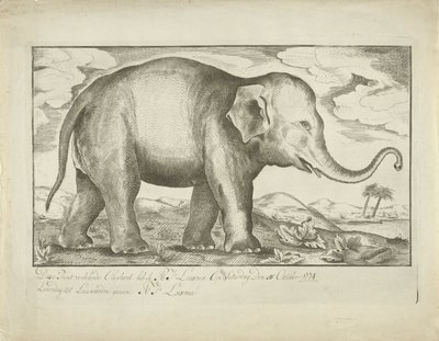 Elefant af A.J. Looxma