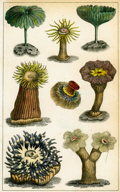 Søanemoner, c1800-tallet. af A Fullarton and Co
