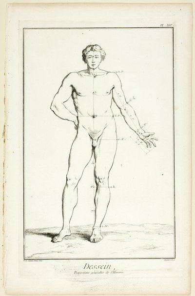 Design: Mandens generelle proportioner, fra Encyclopédie af A. J. Defehrt