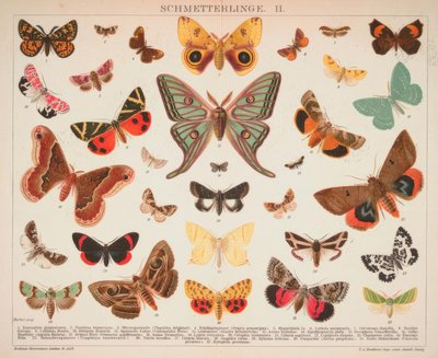 Sommerfugle. II. af A. Reichert