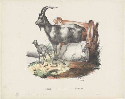 Boucs / Bokken (titel på objekt) af A. van Loco