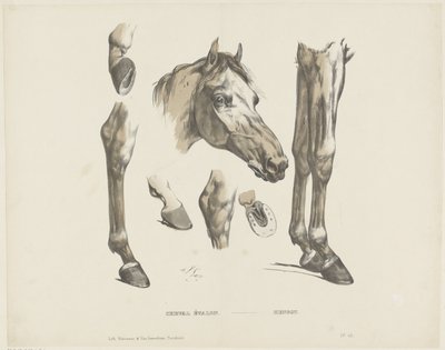 Hingstehest / Hengst (titel på objekt) af A. van Loco