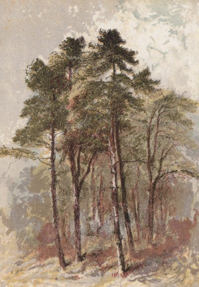 Gruppe af grantræer (chromolitho) af Aaron Edwin Penley