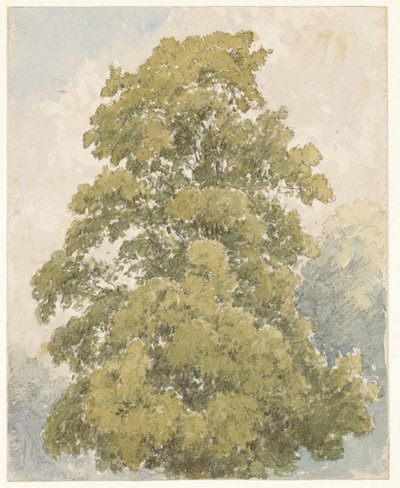 Studie af en elm af Aaron Edwin Penley
