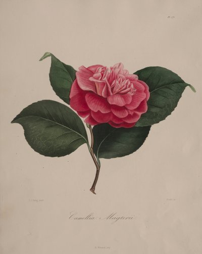 Ikonografi af slægten camellia: nr. 171, 1839-1843. af Abbé Laurent Berlèse