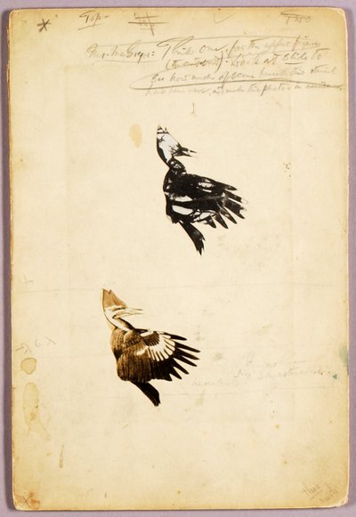 2 Rush-stencils, studiemappe til bogen Concealing Coloration in the Animal Kingdom af Abbott Handerson Thayer