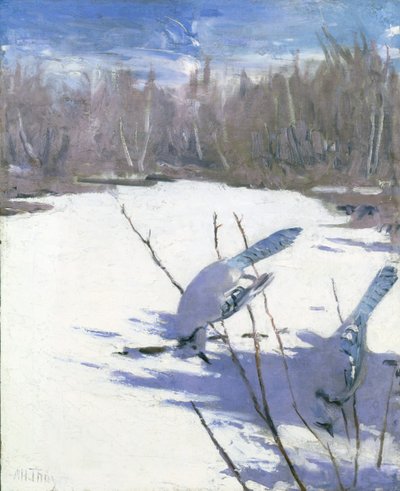 Blue Jays in Winter, studie til bogen Concealing Coloration in the Animal Kingdom, ca. 1905-1909. af Abbott Handerson Thayer