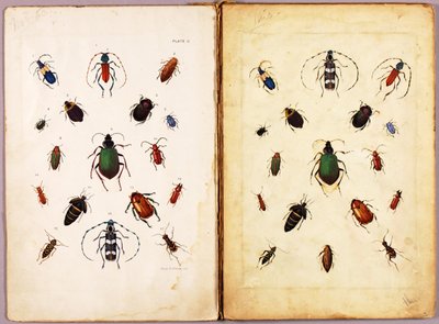 INSEKTER – Farvede biller, landskab, studiemappe til bogen »Concealing Coloration in the Animal Kingdom« af Abbott Handerson Thayer