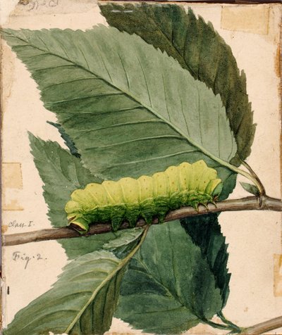 Lunar Caterpillar, studie til bogen Concealing Coloration in the Animal Kingdom (Skjult farve i dyreriget) af Abbott Handerson Thayer