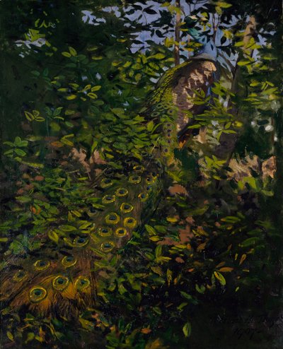 Påfugl i skoven, studie til bogen Concealing Coloration in the Animal Kingdom af Abbott Handerson Thayer