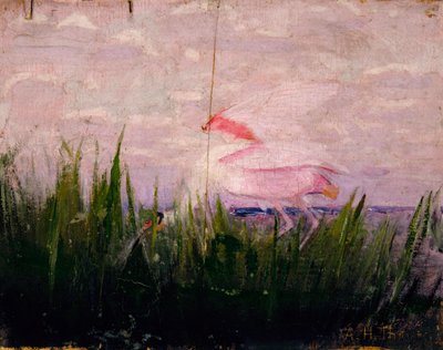 Roseate Spoonbill, studie til bogen Concealing Coloration in the Animal Kingdom, ca. 1905-1909. af Abbott Handerson Thayer