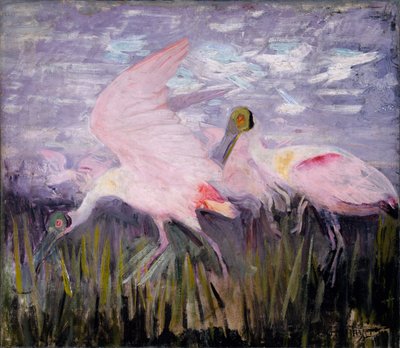 Roseate Spoonbills, studie til bogen Concealing Coloration in the Animal Kingdom (skjulte farver i dyreriget) af Abbott Handerson Thayer
