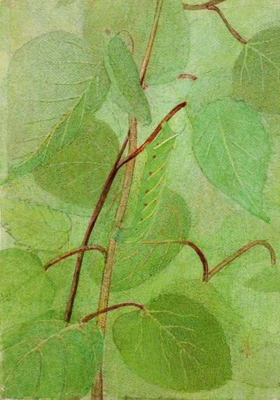 Sphinx Caterpillar, studie til bogen Concealing Coloration in the Animal Kingdom, n.d. af Abbott Handerson Thayer