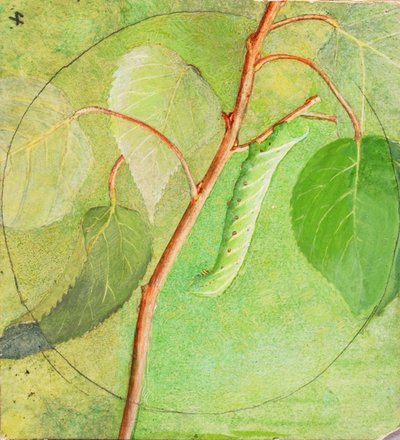 Sphinx Caterpillar, studie til bogen Concealing Coloration in the Animal Kingdom, n.d. af Abbott Handerson Thayer