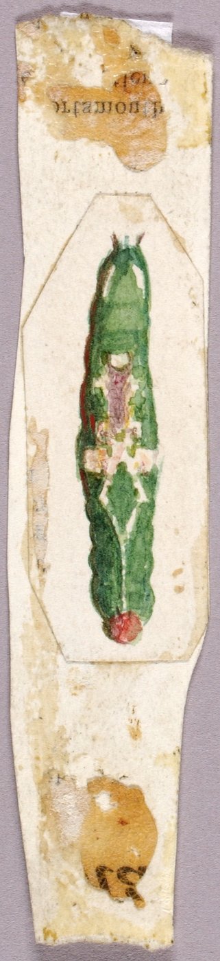 White Birch Leaf Edge Caterpillar, studie til bogen Concealing Coloration in the Animal Kingdom (Skjult farve i dyreriget) af Abbott Handerson Thayer