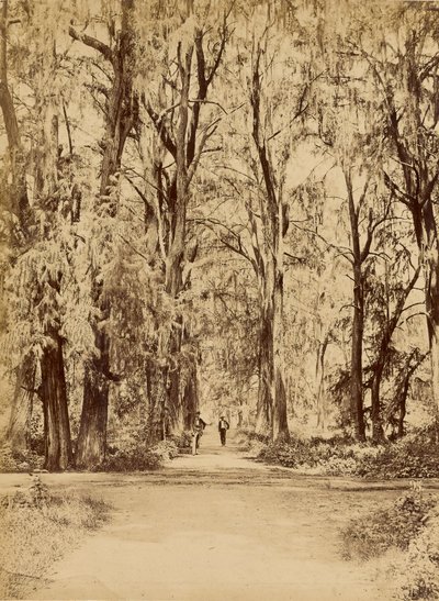 Mexico. Chapultepec-lunden i nærheden af Mexico af Abel Briquet
