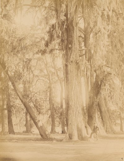 Mexico. Chapultepec-lunden i nærheden af Mexico af Abel Briquet