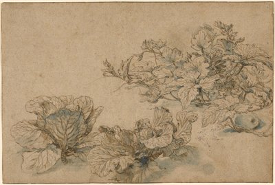 Undersøgelser af en knoglemarvsplante og kål af Abraham Bloemaert