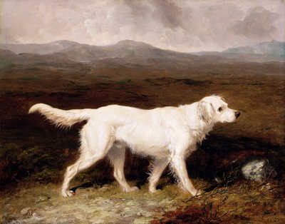 Charles Bretts hvide engelske setter 