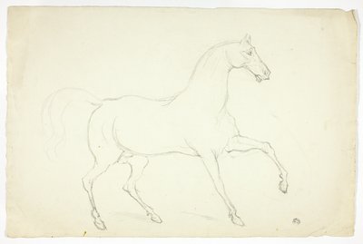 Hingst af Abraham Cooper