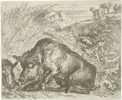 Vildsvin Forskellige dyr (serietitel) af Abraham Danielsz. Hondius
