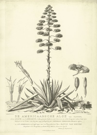 Blomstrende amerikansk aloe, 1757 The American Aloe of Clusius, or the Agave of Linnaeus (...) Have Bloomed in the Summer of the Year 1757 af Jac: Schuurmans Stkehooven, Blomsterhandler i Leiden (titel på objekt) af Abraham Delfos