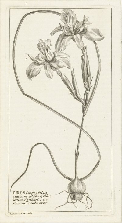 Iris af Abraham Delfos