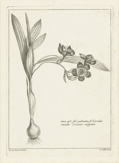 Ixia af Abraham Delfos