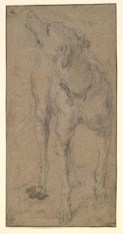 Studie af en hund af Abraham Hondius