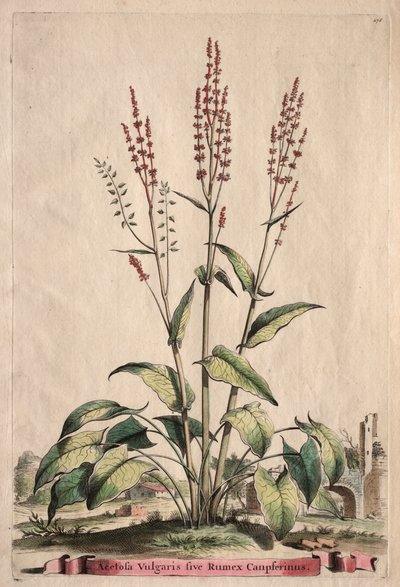 Phytographia Curiosa: Acetosa Vulgaris sive Rumex Canpferinus. af Abraham Munting