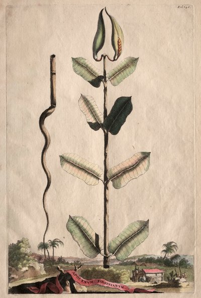Curious Phytographia: Apocynum Virginianum af Abraham Munting