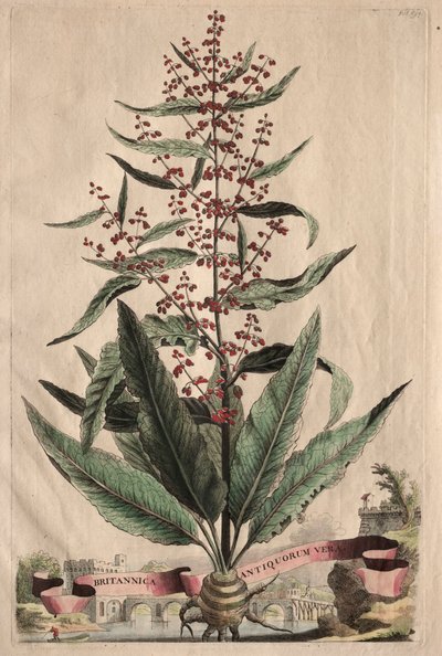 En nysgerrig Phytographia af Abraham Munting