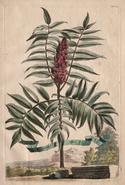 Phytographia Curiosa: Sumach Arbor af Abraham Munting
