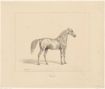 Arabisk hingst Vezir (titel på objekt) af Abraham Vinkeles