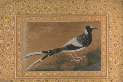 Spotted Forktail, Folio fra Shah Jahan Album, recto: ca. 1610-15, omvendt ca. 1540. af Abu al Hasan