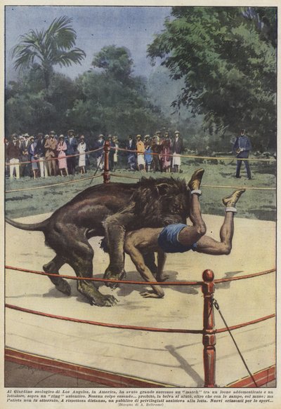 Var en løvekamp i Los Angeles Zoo i Amerika en stor succes? af Achille Beltrame