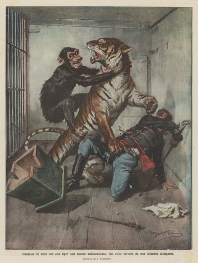 Tæmmer kæmper med en utæmmet tiger, som reddes af en chimpanseeabe af Achille Beltrame